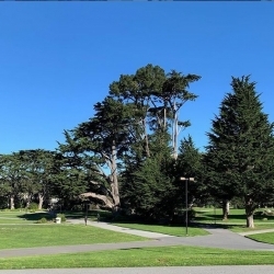 SF State Campus with trees